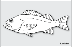 メヌケ・メバル類　Rockfish