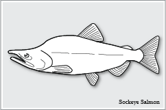 ベニザケ　Sockeye Salmon