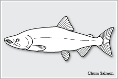 シロザケ　Chum Salmon