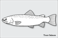 トラウト　Tourt Salmon