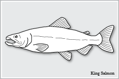 キングサーモン　King Salmon