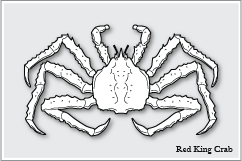 タラバガニ　Red King Crab