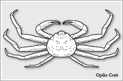 ズワイガニ　Opilio Crab