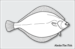 カレイ科の一種　Alaska Flounder